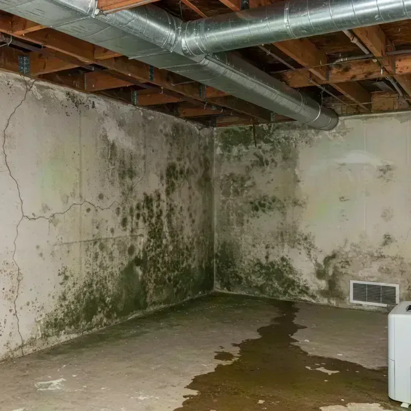 Professional Mold Removal in North Lakeport, CA